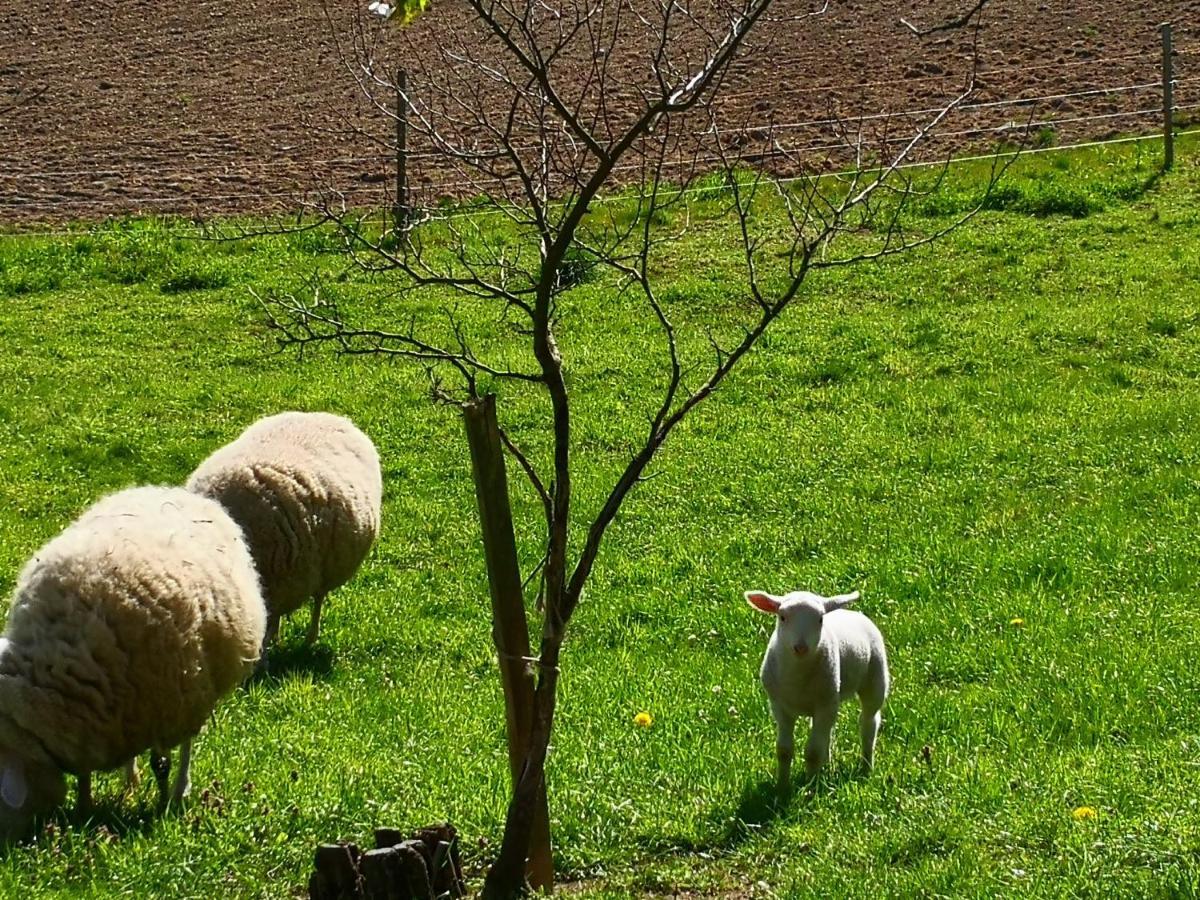 Ferienwohnungen 1 Bis 4 "Pumphut'S Scheune" Lengenfeld  Kültér fotó