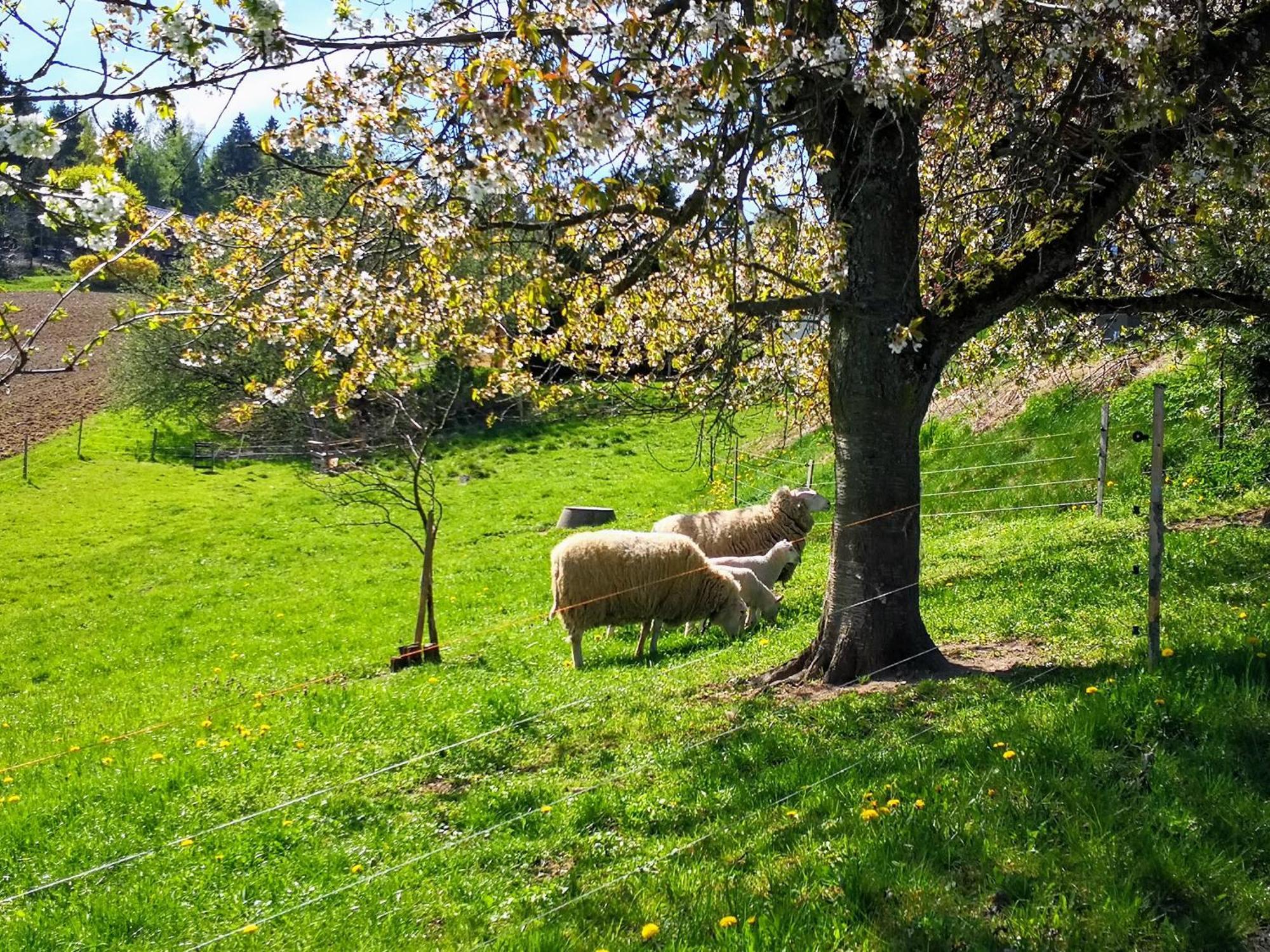 Ferienwohnungen 1 Bis 4 "Pumphut'S Scheune" Lengenfeld  Kültér fotó