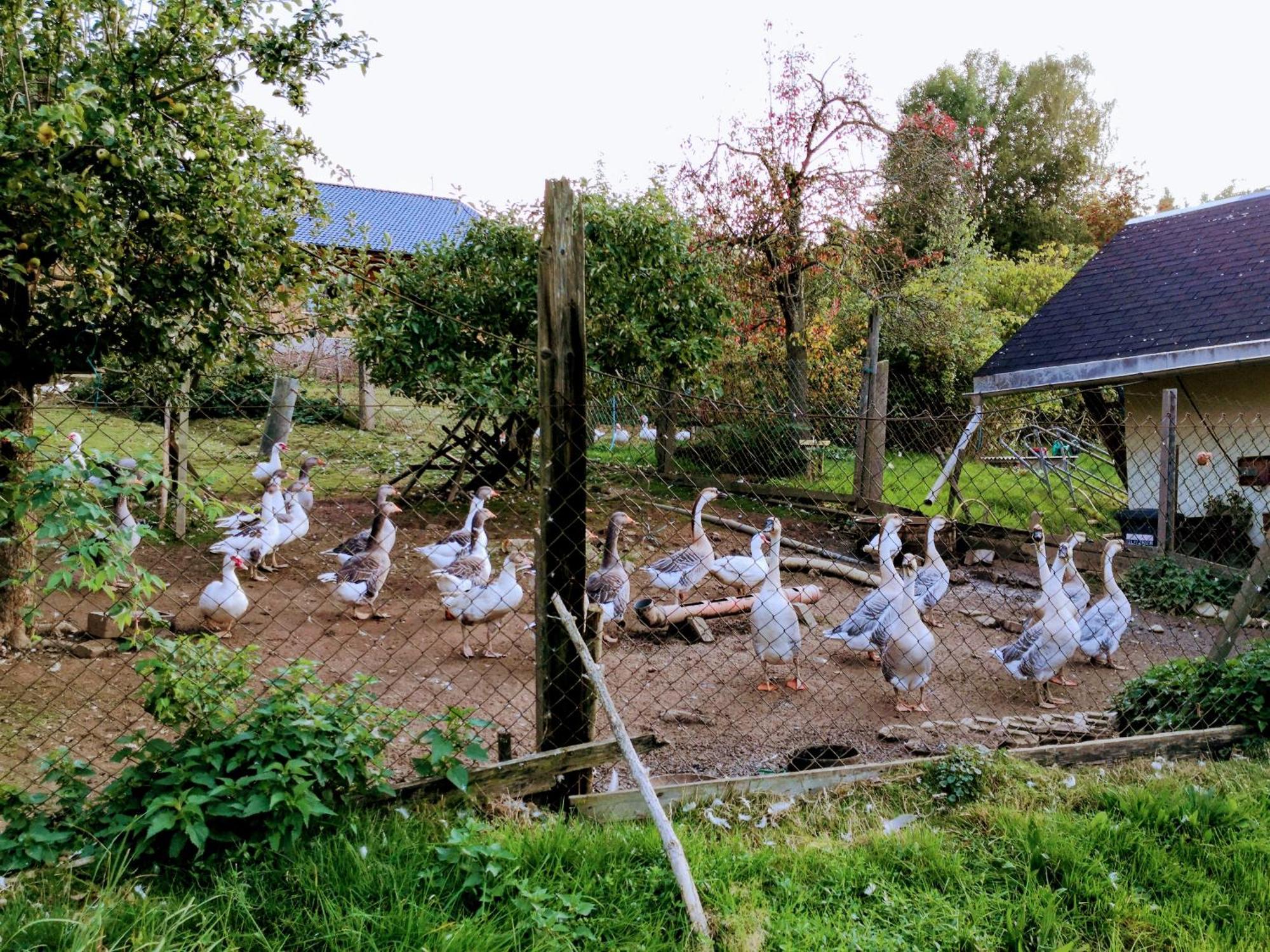 Ferienwohnungen 1 Bis 4 "Pumphut'S Scheune" Lengenfeld  Kültér fotó
